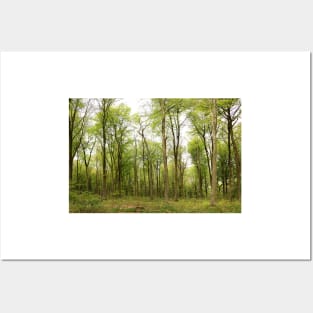 Green Leaved Trees in a Forest Posters and Art